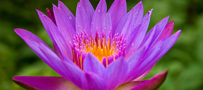 Mary Grigolia Meditation Classes